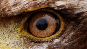 Which animals have the best sight?